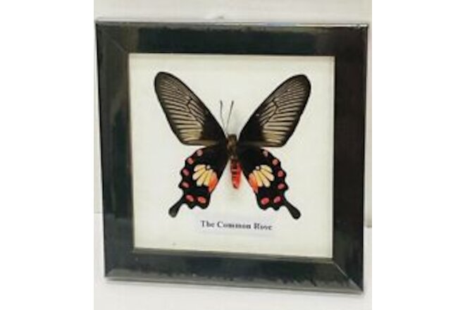 Beautiful Framed Butterfly (The Common Rose) Wall Decor Taxidermy Collectables