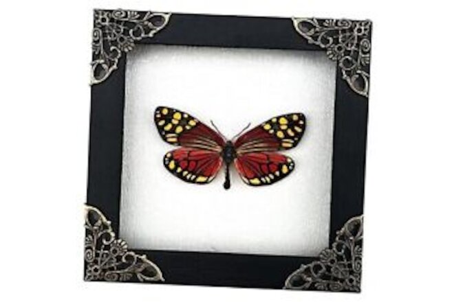 Real Framed Butterfly Handmade Shadow Box Vietnam Butterfly #12 in White Frame