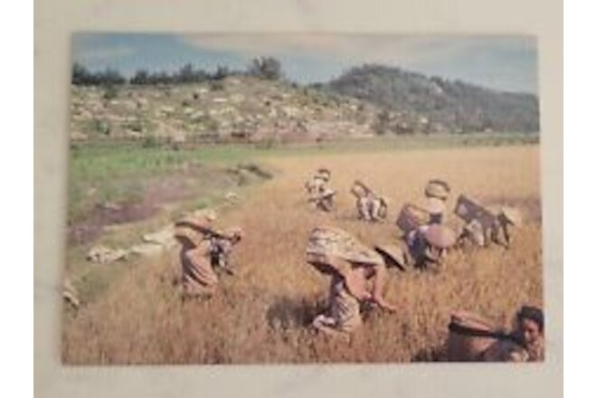 Vintage New Postcard Ani-Ani  Harvesting on a Rice Field Java  Indonesia #41