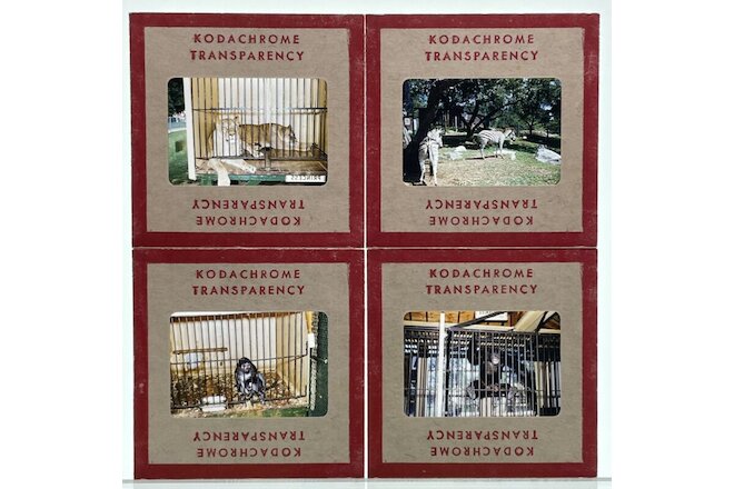 35mm Slides Red Kodachrome 1950s Benson's Wild Animal Farm Zoo Animals Lot of 4
