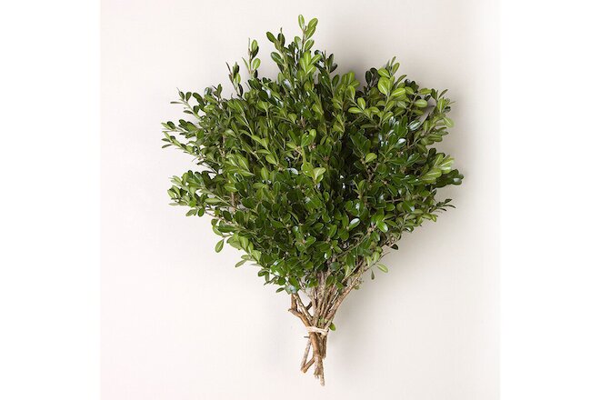 Boxwood Bunches Wholesale / Grower Direct