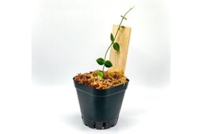 Dischidia ovata 'One Stripe' (2.5" Pot) / Live Rare Terrarium Plant / Houseplant