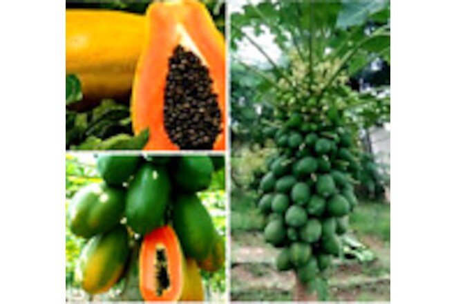 Ceylon RED WAIMANALO PAPAYA SEEDS Thai Tropical SWEET TICK Fruit PLANT Seeds 30+
