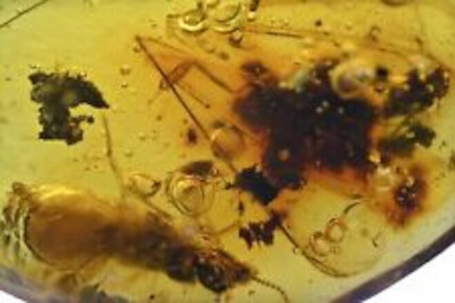 Isoptera (Termite) with wings, Fossil Inclusion in Dominican Amber