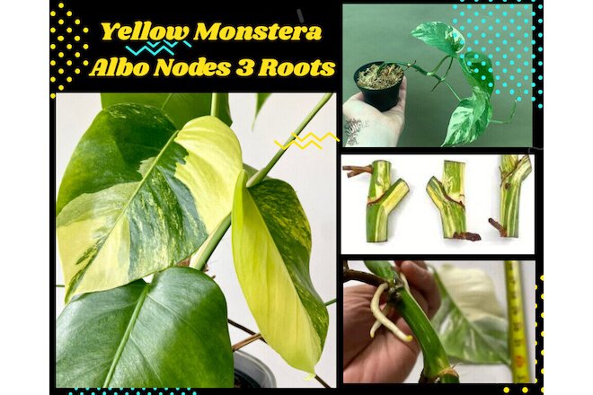 3 Monstera Albo Nodes Rooted Rare Variegated Epipremnum pinnatum Variegata
