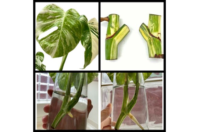 15 Monstera Albo Nodes Rooted Rare Variegated Rooted Cutting Plant From Ceylon