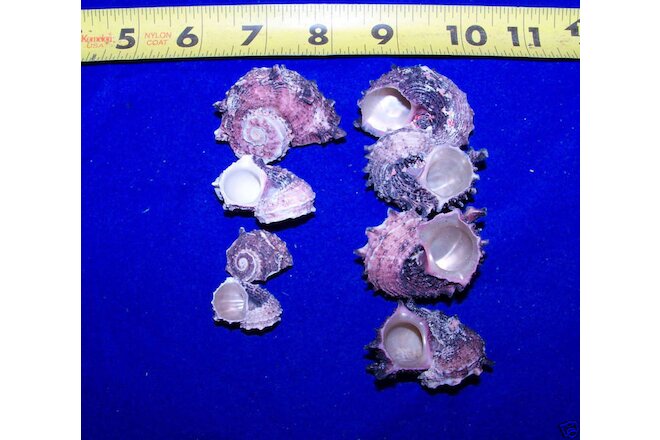 LOT 6  PINK DELPHINULA hermit crab sea shells seashell ITEM # 1030-6