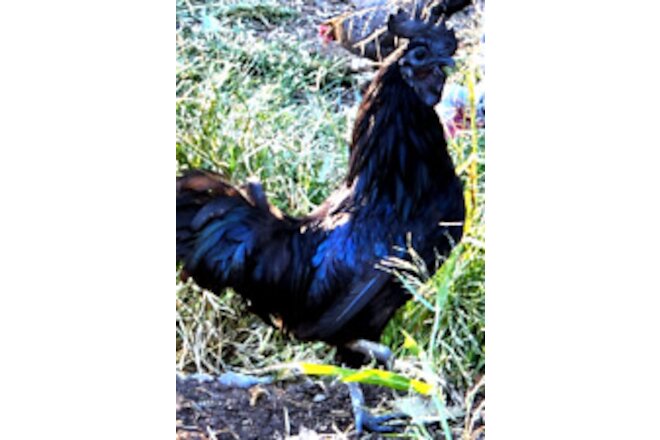 6+ NPIP/AI Clean AYAM CEMANI Chicken Hatching Eggs SHOW QUALITY GRADE A+