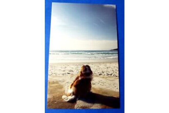 Postcard Cavalier King Charles Spaniel Dog Astrid Harrisson Art Card 6" x 3.75"