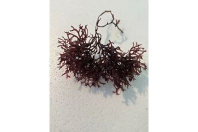 Marine Macro Algae / Seaweed / Marine Plant Gracilaria corticata