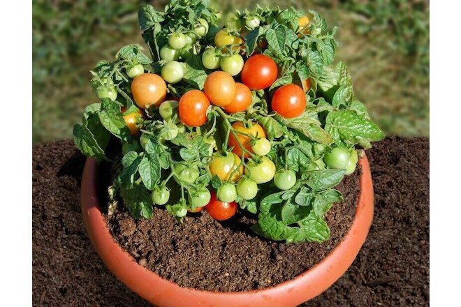 Seeds Tomato Balcony Miracle Red Vegetable Self-pollinating Organic Non GMO