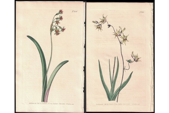 1805 Curtis Botanical Magazine Melasphaerula & Tulbagia, 2 Antique Prints
