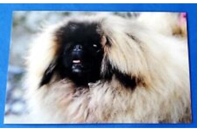 Postcard Pekingese Dog Astrid Harrisson Art Card 6" x 3.75"