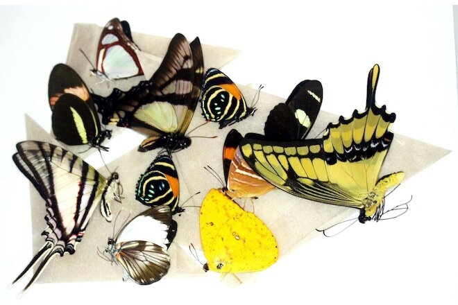 Insect Butterfly Moth Mixed-Mixed Lot of 30 Beautiful Peruvian Specimens!