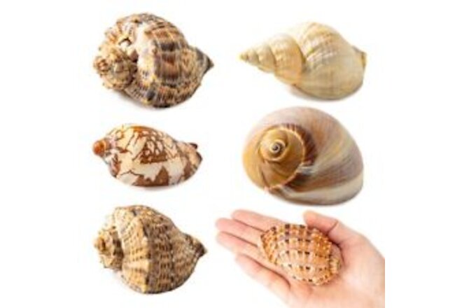 Hermit Crab Shells Large 6pcs,Natural Conch Shell Size 2.8" - 3.8", Opening S...
