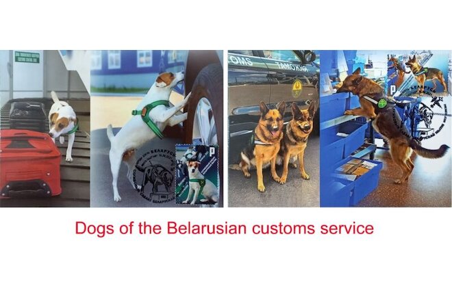 Dogs of the Belarusian customs service. Maxi Cards (FDC)