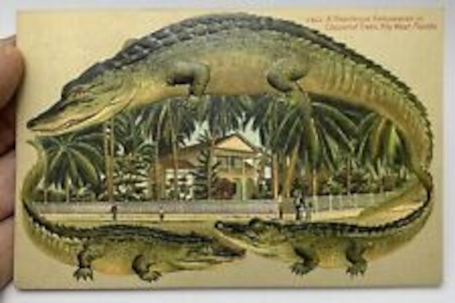 Alligator Border Florida Key West 663 A Residence Embowered in Coconut Trees