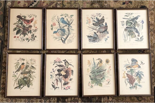 Arthur Singer Vintage Framed State Bird Prints Complete Set Of Eight 1957 Glass
