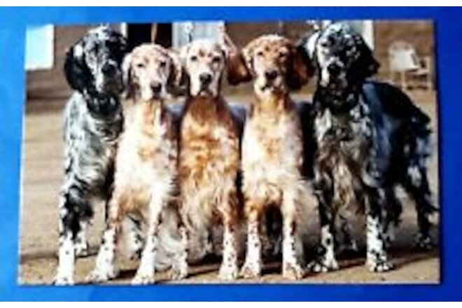 Postcard 5 English Setter Dogs Astrid Harrisson Art Card 6" x 3.75"