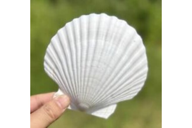 10 PCS Large Scallop Shells 4-5 inch Natural White Scallop Shells from Sea Be...