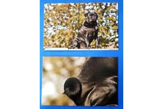 2x Postcard Black Pug Dog Astrid Harrisson Art Card 6" x 3.75"