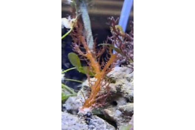Marine Macro Algae / Seaweed / Marine Plant Euchema spinnosum