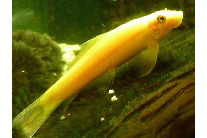 3 Gold Chinese Algae Eater Catfish Live Freshwater Aquarium Fish