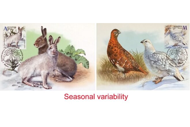 Fauna. Seasonal variability. Maxi Cards (FDC)