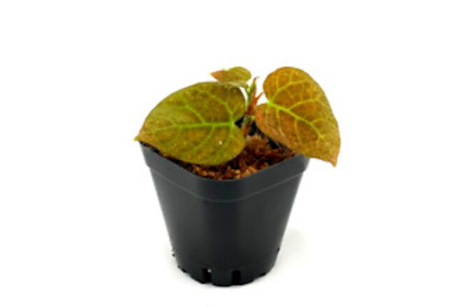 Ficus villosa (2.5" Pot) / Shaggy-leaved Fig / Live Terrarium Plant / Rare Plant