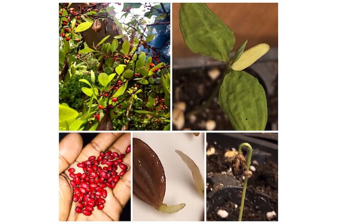 Coca Plant seeds 10 x pcs pure Organic Sri Lankan