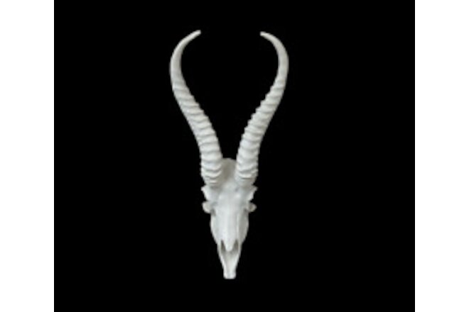 African Male Springbok Skull faux replica Taxidermy skulls horns Interior Design