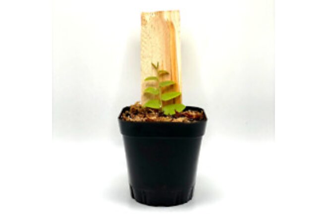 Marcgravia rectiflora (2.5" Pot) / Live Terrarium Plant / Rare Plant