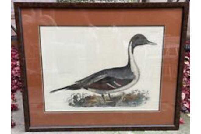 Prideaux John Selby "Common Pintail" Framed Hand-Colored Copper Engraving