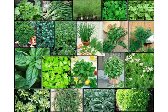 HERB Garden Lot ~ 20 Varieties ~ Over 4,435 FRESH Seeds ~ Non GMO -- Lot 3