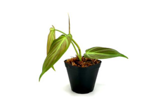 Philodendron camposportoanum (2.5" Pot) / Live Terrarium Plant / Rare Plant
