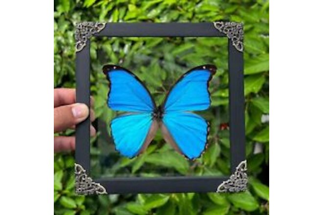Real Framed Morpho Butterfly Handmade Wooden Glass Frame Shadow Box Dried Ins...