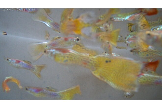 (3 pk) EXOTIC MALE SNAKESKIN GUPPIES ($9.95 ) Fantastic Patterns, Bright Colors