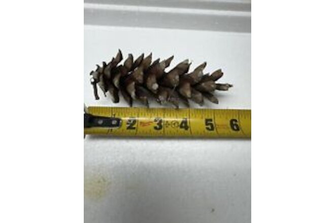 15 Eastern White Pine Cones Fresh Natural Crafting Supplies 5" To 6”