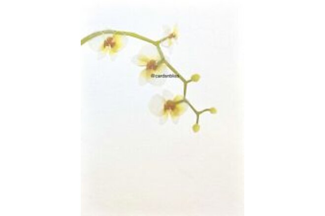 NEW Papyrus Iridescent Vellum Orchid Flower All Occasions Blank Card $8.50 Rtl