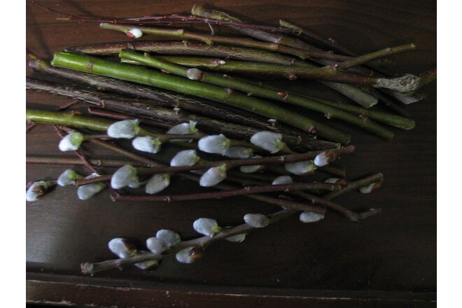 50 piece lot of White Pussy Willow Tree Stems for planting 6 to 8 inch