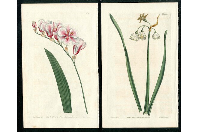 1802 Curtis Botanical Magazine Ixia, Summer Snowflake 2 Original Antique Prints