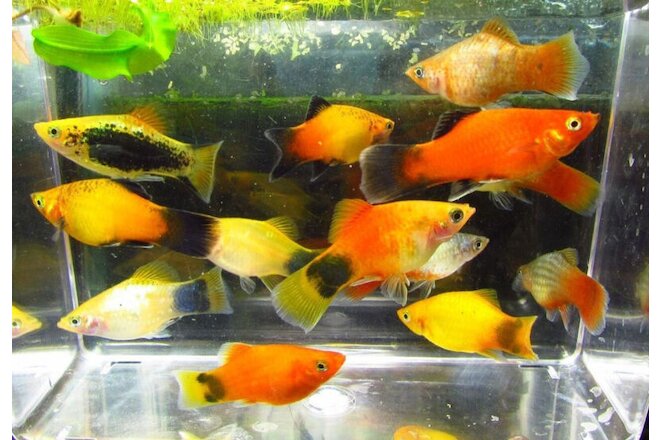 6 Assorted Color Platies Live Freshwater Aquarium Fish