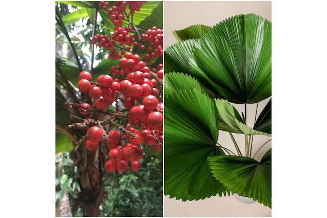 15seeds Licuala Grandis Ruffled Fan Palm Small potted Palm Circular Leaf Starter