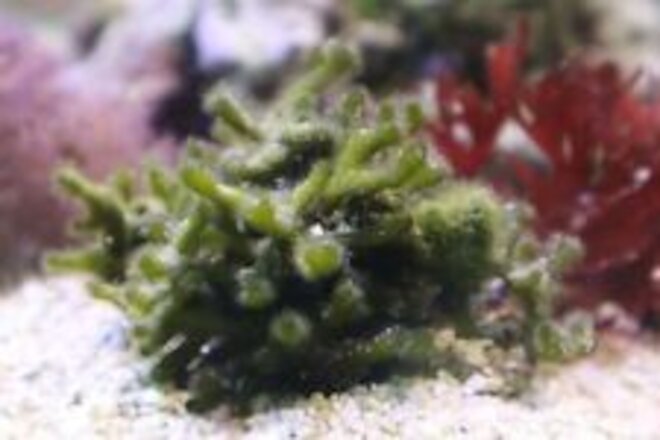 Marine Macro Algae / Seaweed / Marine Plant Codium Fragile