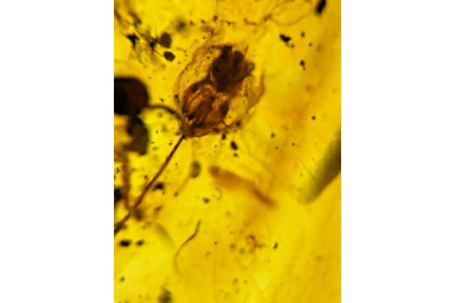 A101 BU1197 Rare Flower w/stamens & Pollen *** Burmese Amber Burmite 99mya