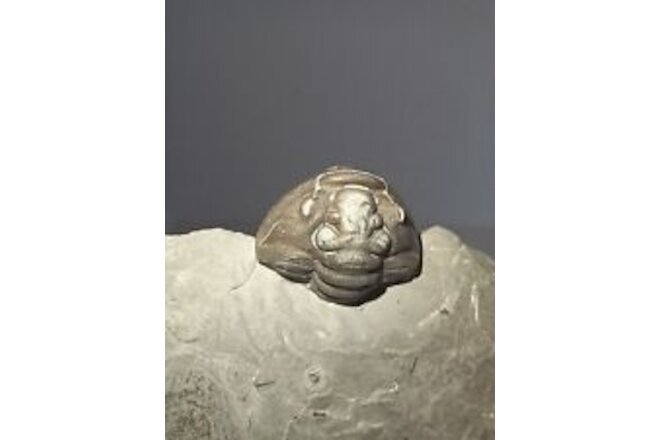 Enrolled Trilobite on matrix (detached) Flexicalymene Meeki, Waynesville, Oh50