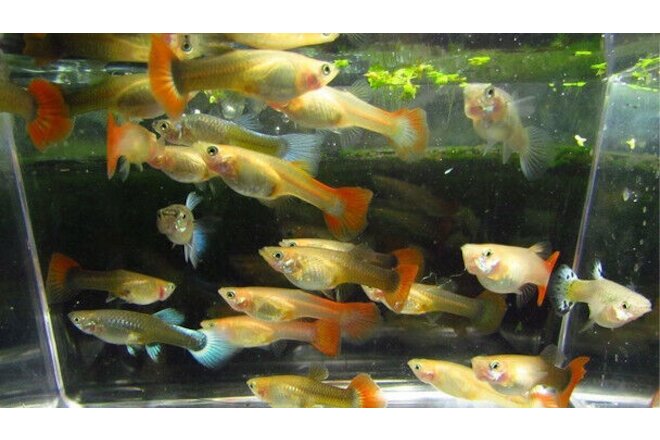6 Assorted Color Female Guppies Guppy Live Freshwater Aquarium Fish