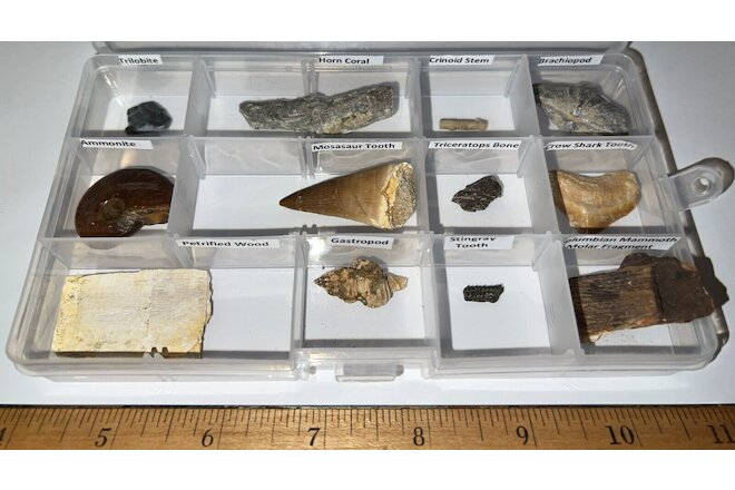 Labeled 12 REAL Fossil Lot Collection TRICERATOPS BONE, MAMMOTH, SHARK TOOTH!!