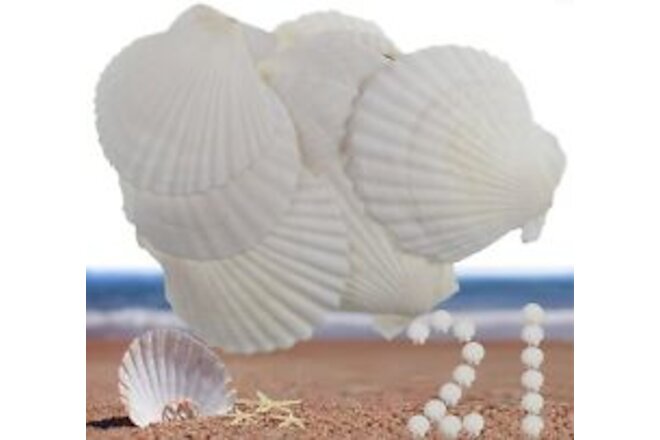 21Pcs Natural Scallop Sea Shells,Ocean Beach Seashells Perfect for Home Decor...
