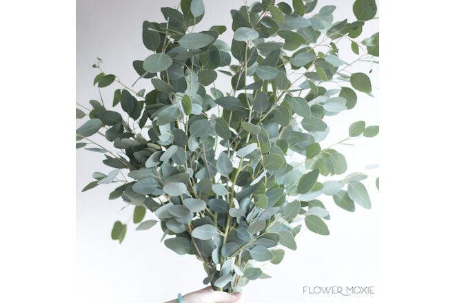 Silver Dollar Eucalyptus 5 Bunches Wholesale / Grower Direct